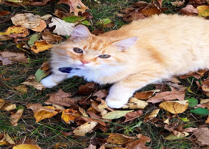PetDesk image